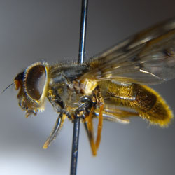 Ferdinandea cuprea